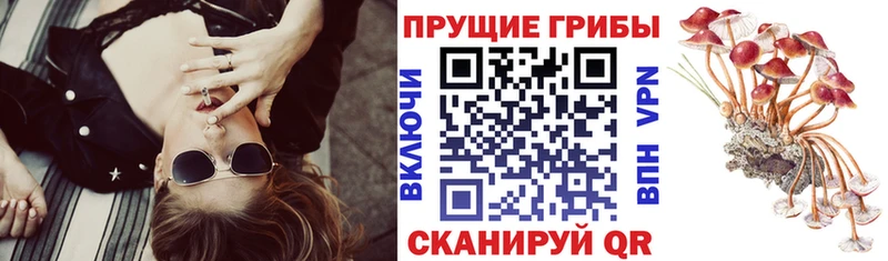 Галлюциногенные грибы Cubensis  Купить закладки  Новая Ладога 